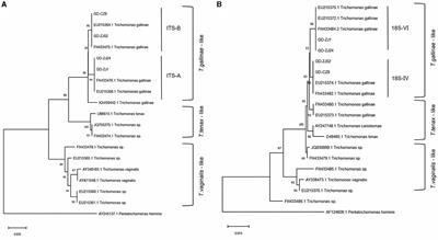 Drug resistance patterns and genotype associations of Trichomonas gallinae in meat pigeons (Columba livia): insights from Guangdong Province, China